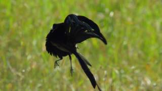 Widowbird Jumping Competition  Planet Earth II  BBC Earth [upl. by Schapira94]