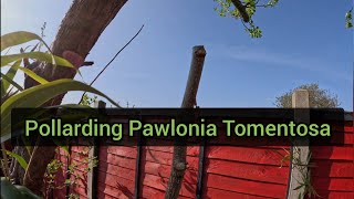 Pollarding Pawlonia Tomentosa [upl. by Cullie76]