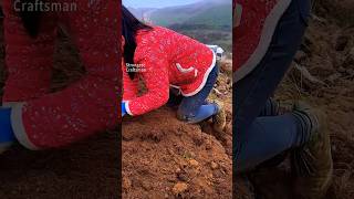 Digging Gastrodia elata on the soil slope with a hoe [upl. by Gifferd789]