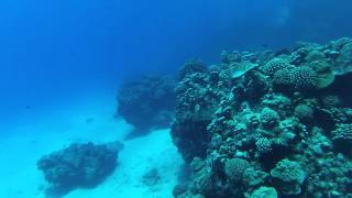 Freediving Cook Islands [upl. by Spalding]