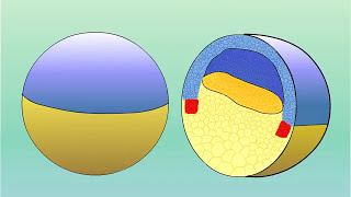 GASTRULATION OF AMPHIBIANS FROG PhDWallahGamer gastrulation amphibia [upl. by Nerot]