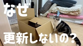 どうして猫動画は出しているのに、メインチャンネルは更新しないの？【山田猫】 [upl. by Euqinwahs]