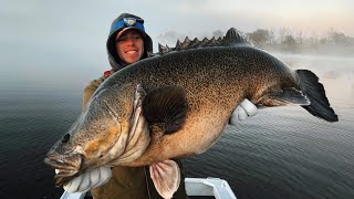 murray cod topwater hits [upl. by Noach]