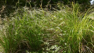 sedges  Carex spp Identification and characteristics [upl. by Pesvoh]