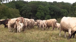 Rettung vor dem Schlachter Errichtung Gnadenhof in Endlichhofen [upl. by Loredana220]