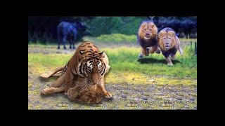 Tiger vs Lion Real Fight  LION VS TIGER  Powerful Lion vs Bengal Tiger [upl. by Laehcimaj]