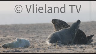 Gevecht Grijze zeehond strand Vlieland [upl. by Nylissej]