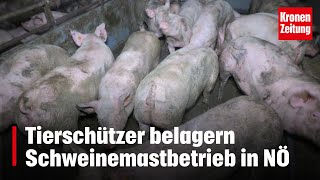 Fordern Arzt vor Ort  Tierschützer belagern Schweinemastbetrieb in NÖ  kronetv NEWS [upl. by Viviane77]