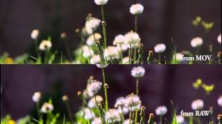 RAW test vs H264 MOV 1 [upl. by Suoivatnom]