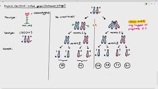 1614 Linked Genes or Autosomal Linkage Cambridge AS A Level Biology 9700 [upl. by Blossom]