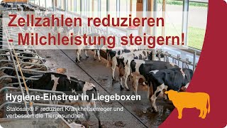 🐄Zellzahlen reduzieren  so einfach klappt es bei Milchkühen mit Stalosan®F ✔  VILOFOSS [upl. by Spieler]