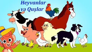 Heyvanlar ve Quslar ile ilk tanisliq 7 Oyredici Video Bir Arada [upl. by Crooks482]