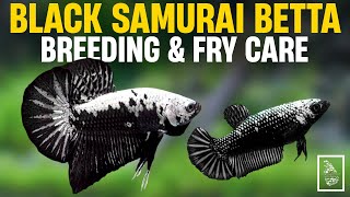 BLACK SAMURAI BETTA FISH BREEDING  How to Breed Betta Fish amp Fry Care  Serendib Aquatics [upl. by Anaz]