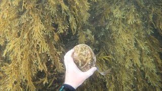 Abalone dive in southwest Western Australia [upl. by Narah]