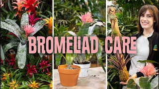 Bromeliad Care Propagating [upl. by Queen637]