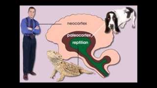 En quoi le Concept du Cerveau Triunique peut vous être utile [upl. by Akirdnwahs]