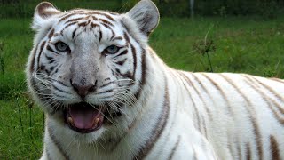 White Tigers  Get The FACTS [upl. by Gnod]