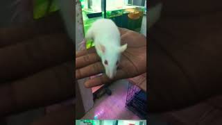 Very beautiful 🐁 🐁 🐁 🐭 for the saleRS 300shorts mouseshortsviral [upl. by Eerac602]