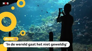 Nederlandse dierentuin kweekt tropisch koraal [upl. by Kellyann]