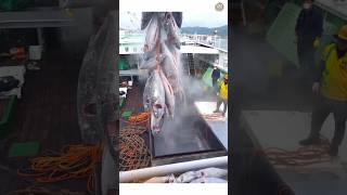 Where Is Fish Typically Stored On A Fishing Ship 🤯  shorts ytshorts viralvideo new [upl. by Angeline275]