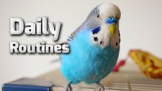 Budgie daily routine [upl. by Irneh]