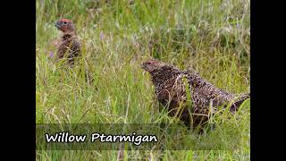 Lagopède des Saules  Willow Ptarmigan  Lagopus Lagopus [upl. by Stryker]