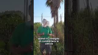 ATTENZIONE ALLE CIMICI  GUARDA IL VIDEO COMPLETO shorts [upl. by Aivataj]