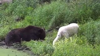 Documentary National Geographic  WildLife Animals Grizzly Bear Vs Wolf [upl. by Armil]