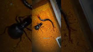 Can a Centipede Escape the Tiger Beetles Wrath [upl. by Atirihs]