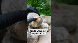 Deride Olgunlaşan Peynirin Farkı [upl. by Robbie]