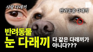 강아지 고양이 눈 다래끼 다 같은 다래끼가 아니다 종류 치료 예방법 [upl. by Aieki58]