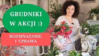 Jak uprawiać GRUDNIKA żeby często kwitł i nie zrzucał pąków  rozmnażanie i pielęgnacja Szlumbergery [upl. by Aggri]