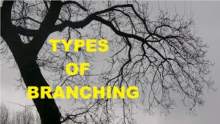 Types of Branching [upl. by Ettenaej]