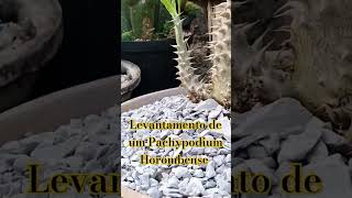 Levantamento de um Pachypodium Horombense africa brasil love cactos travel cactosesuculentas [upl. by Durwin]