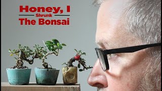 Bonsaify  Two Key Steps to Shrinking Your Mini Bonsai [upl. by Ingunna]