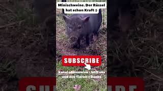 Minischweine beim Spielen  Kraft haben die Kleinen schon Der Rüssel im Tiefbau Einsatz [upl. by Irfan]