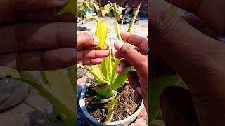 Aloe Vera Plant Benefits  skincare aloevera plants trending shorts OrganicGardening1918 [upl. by Suirtemed456]