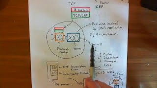 The Wnt  BetaCatenin Pathway and Familial Adenomatous Polyposis Part 4 [upl. by Legir]