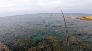 SEZON AÇILIŞI SOKAN SARPA IZGARO AVI SIGANUS RIVULATUS κουρκούνες BOOPS SALPA ISKAROZ FISHING CYPRUS [upl. by Arbed]