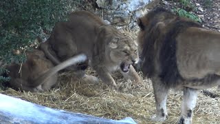 lionne vs lion🦁 bagarre chez les lions au Zoo de Montpellier [upl. by Oicanata]