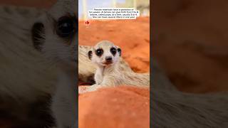 Pups are the babies of meerkats which are small carnivorous mammals pups shorts meerkat yt [upl. by Stephenson]