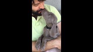 Weimaraner amore a prima vista [upl. by Llerrot]