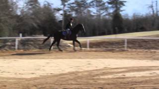 Equine Stifle and SI Lameness Case Study with CurOST [upl. by Modestia873]