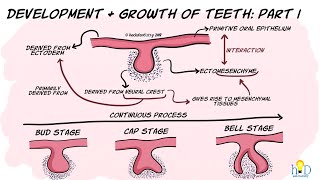 Development and growth of teeth Part I Initiation Bud amp Cap stage [upl. by Meave]