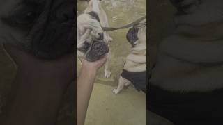 Choru rocky playing video clearing from gallery 😅🤣🐕🥰🤗 pug dog cutedog funnydogs telugu comedy [upl. by Zillah857]