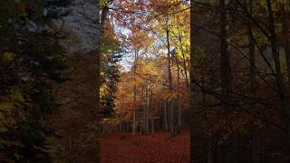 Colores de otoño otoño autumn viajar viajes naturaleza nature lleida catalunya pirineos [upl. by Iznil481]