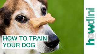 Dog Training with Positive Reinforcement How to Train a Dog [upl. by Zirkle]