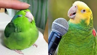 Smart And Funny Parrots Parrot Talking Videos Compilation 2024  Cute Birds 6 [upl. by Kreiner]