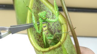 食虫植物にカマキリを入れると [upl. by Ohare]