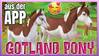 Unser GOTLAND PONY in SPLASHED WHITE 🐴💖 Fuchs aus der Star Stable Horses App SSO [upl. by Llennej474]